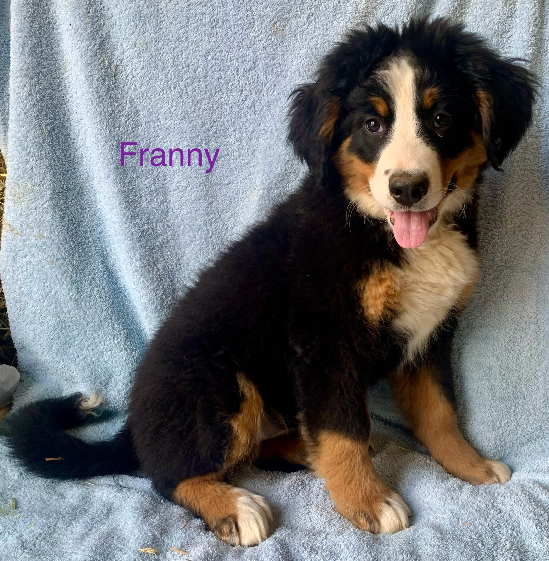 Amish Country Puppies | Lancaster Puppies