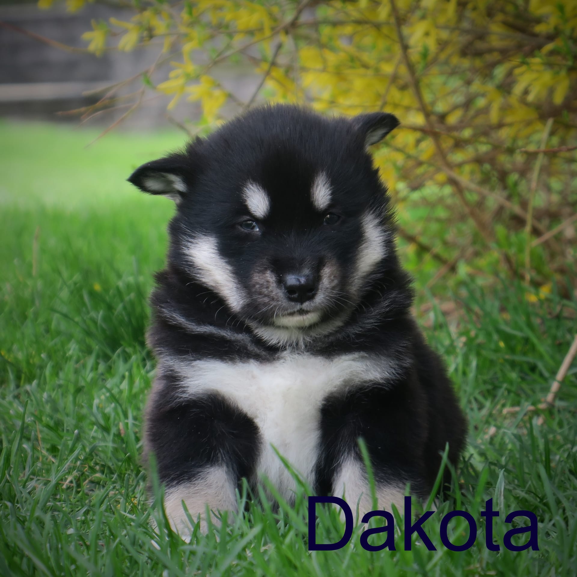 Dakota Alaskan Malamute Puppy for Sale in Millmont, PA Lancaster