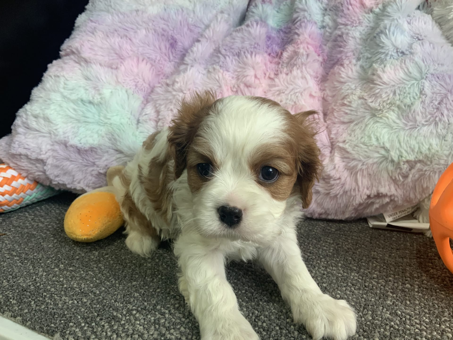 Denah - Cavalier King Charles Spaniel Puppy for Sale in Baltic, OH ...