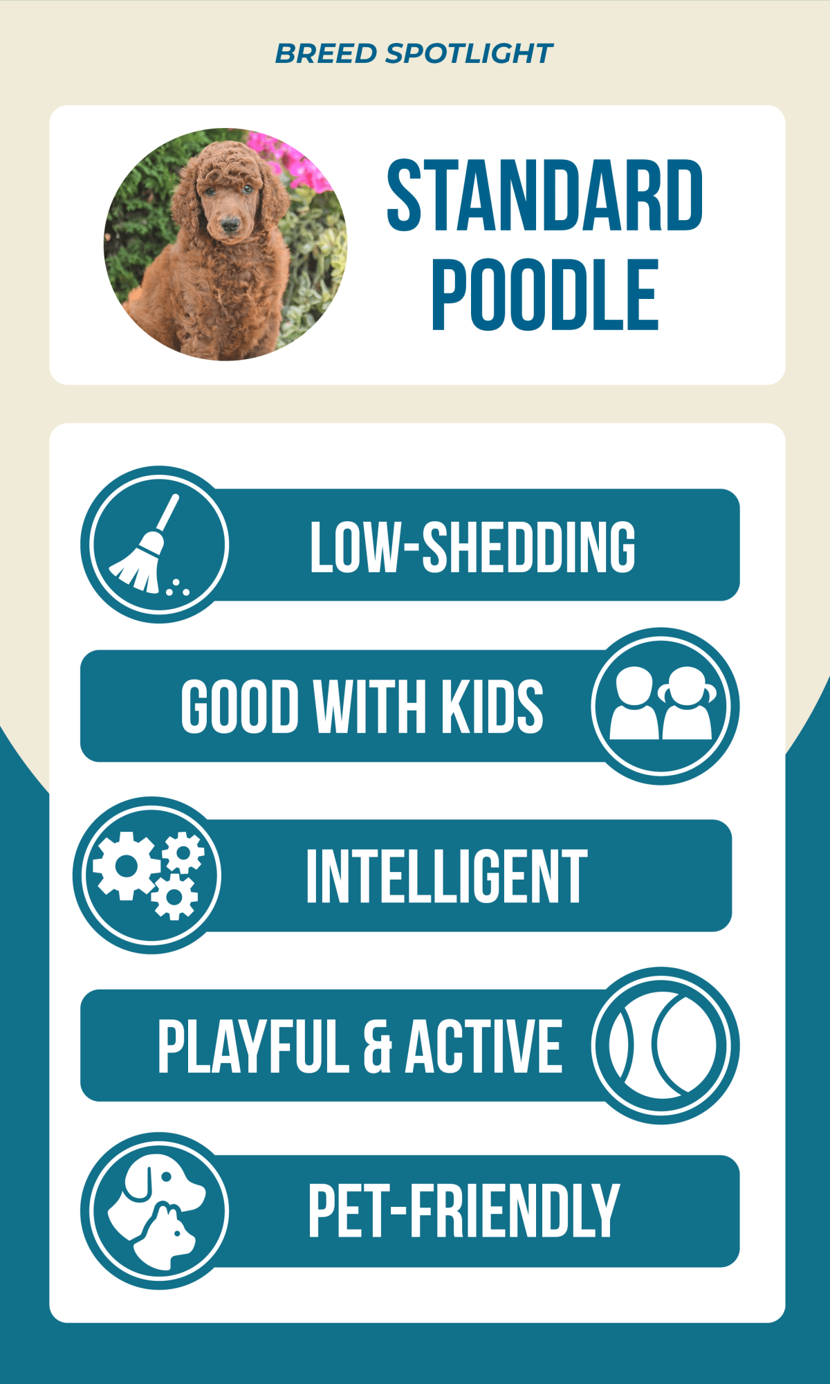 poodle breed spotlight