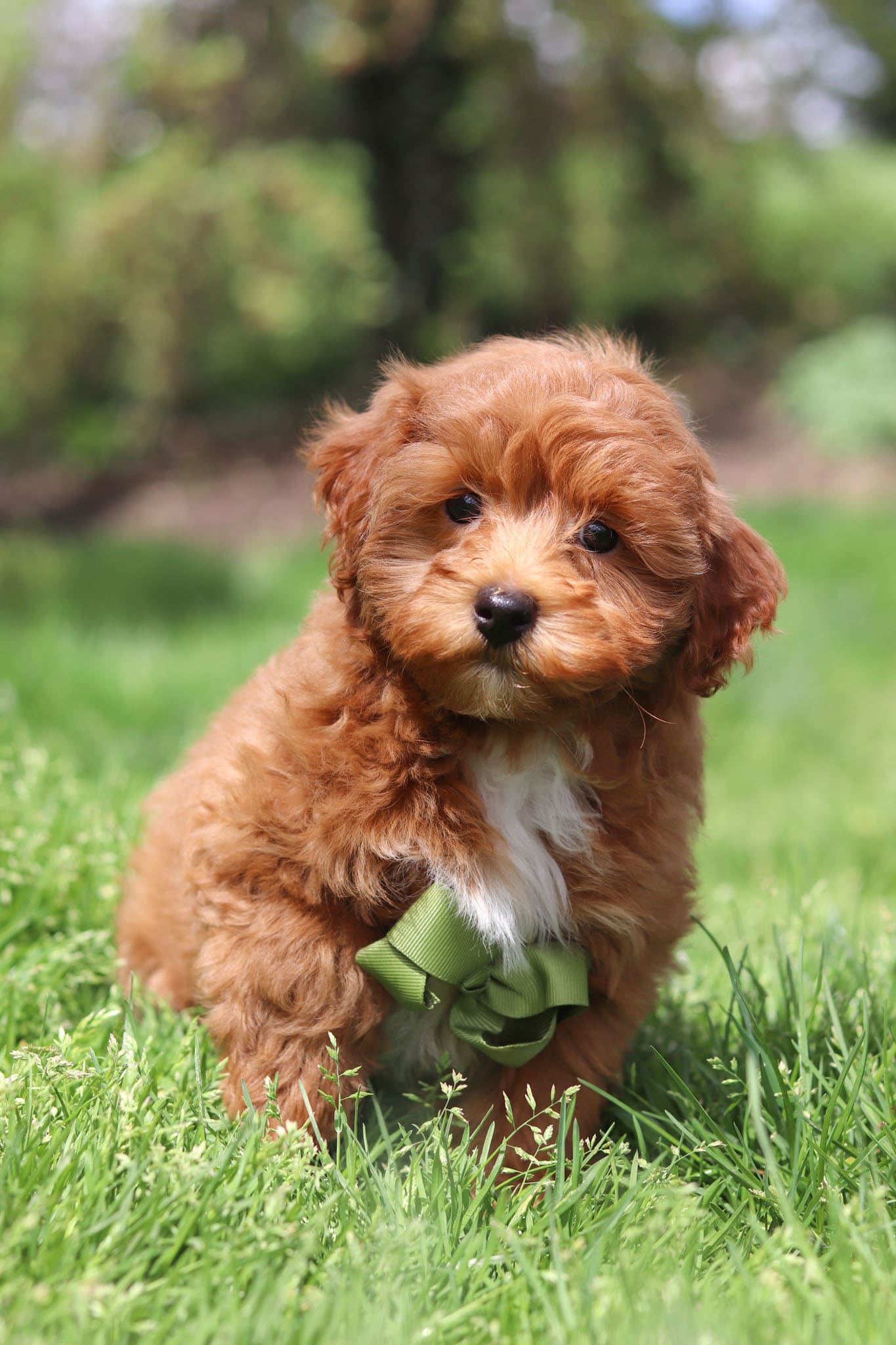 Liam Havapoo Puppy for Sale in Millersburg, OH Lancaster Puppies