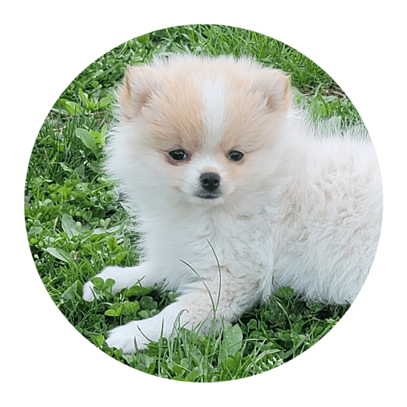 Lily Pomeranian Puppy for Sale in Brookville, PA Lancaster Puppies