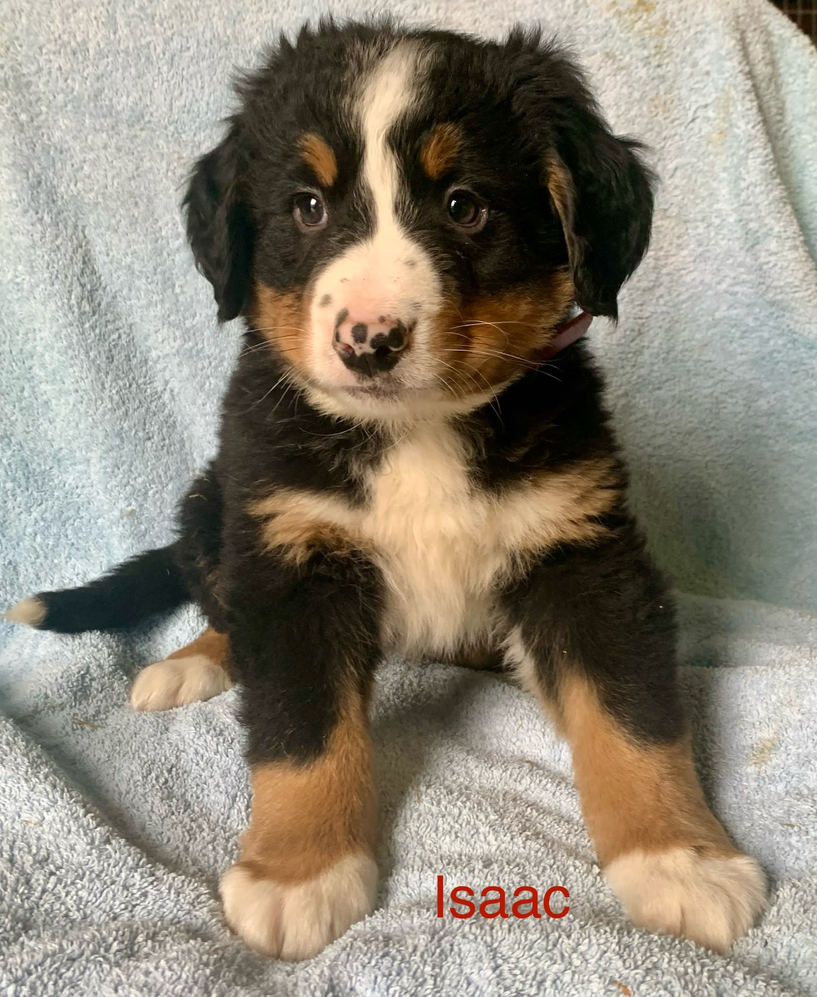 Amish Country Puppies | Lancaster Puppies