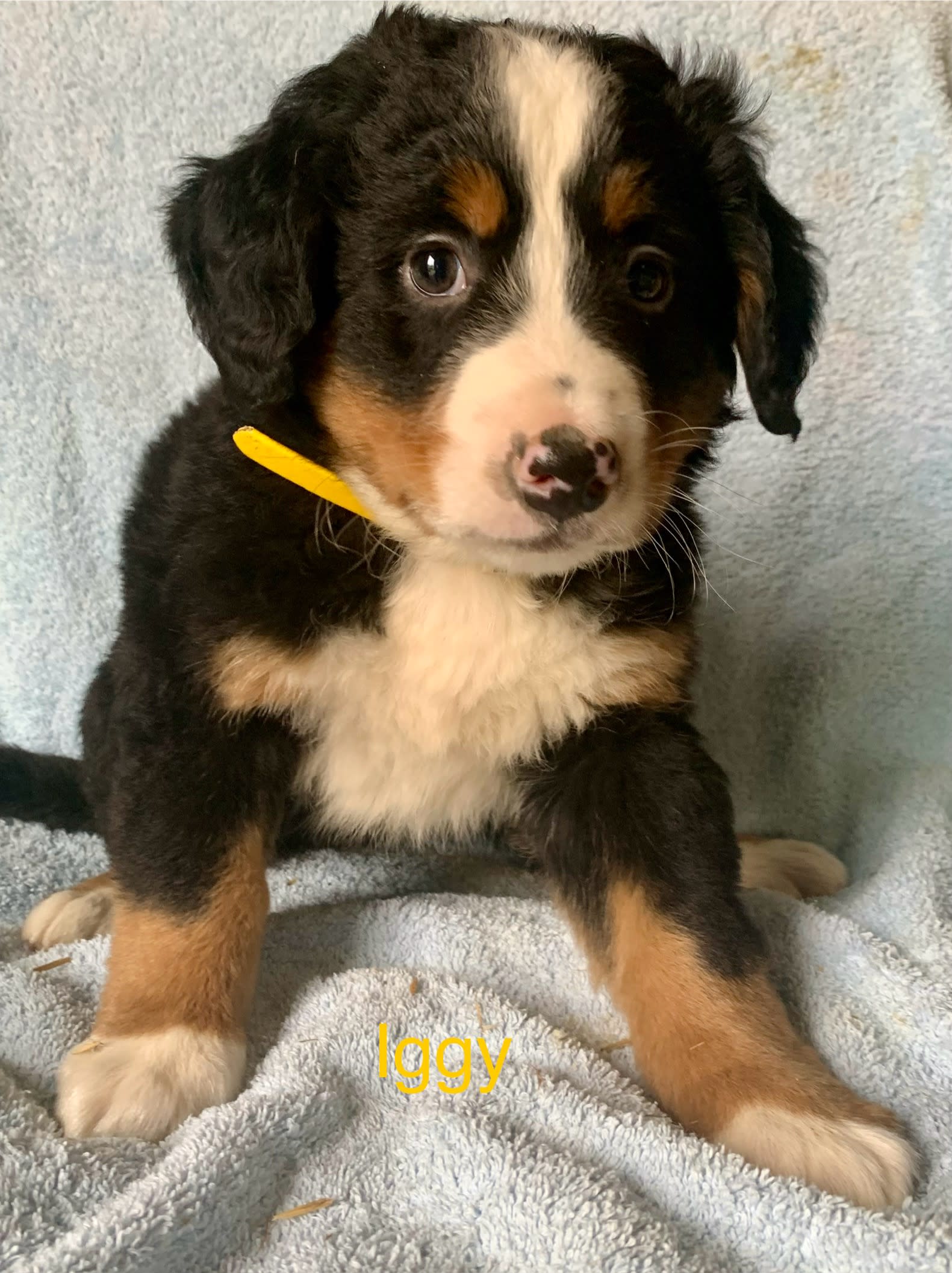 Amish Country Puppies | Lancaster Puppies