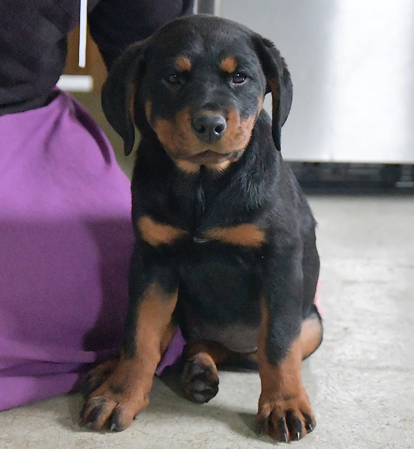 Trixie Rottweiler Puppy for Sale in Bremen, IN Lancaster Puppies
