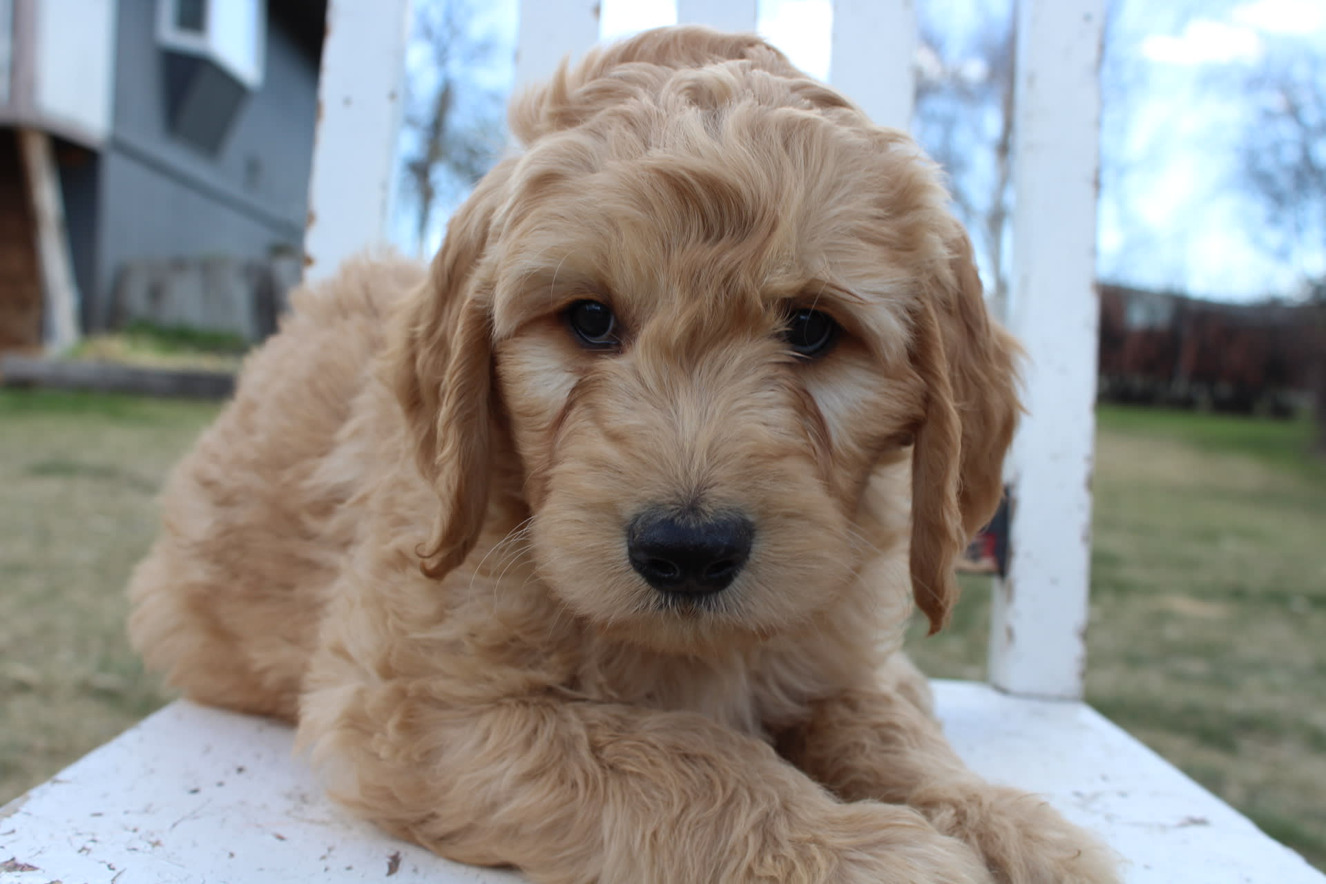 Brodie The Goldendoodle Brodie - Goldendoodle Puppy for Sale in Choteau, MT | Lancaster Puppies