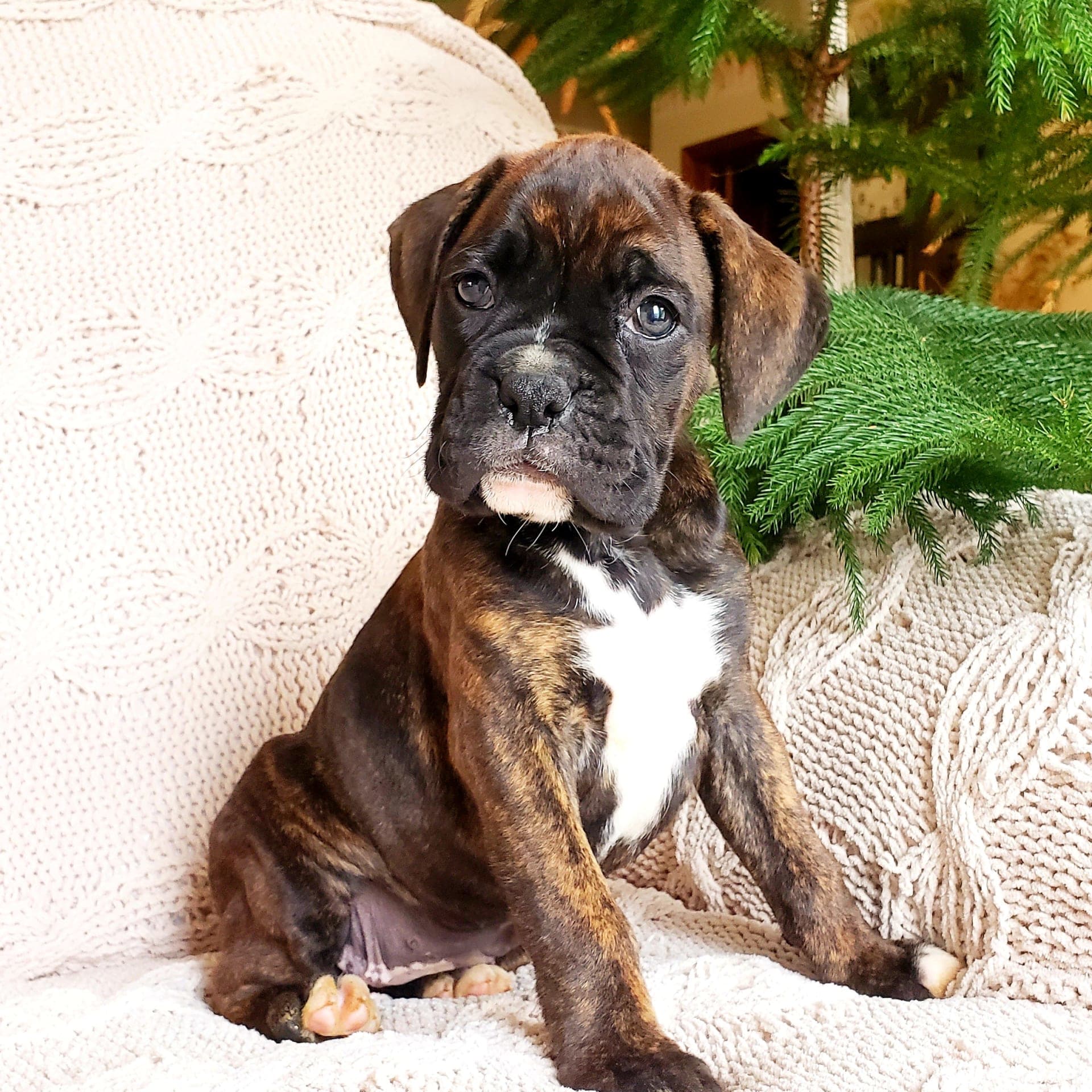 Cocoa Boxer Puppy for Sale in Shippensburg, PA Lancaster Puppies