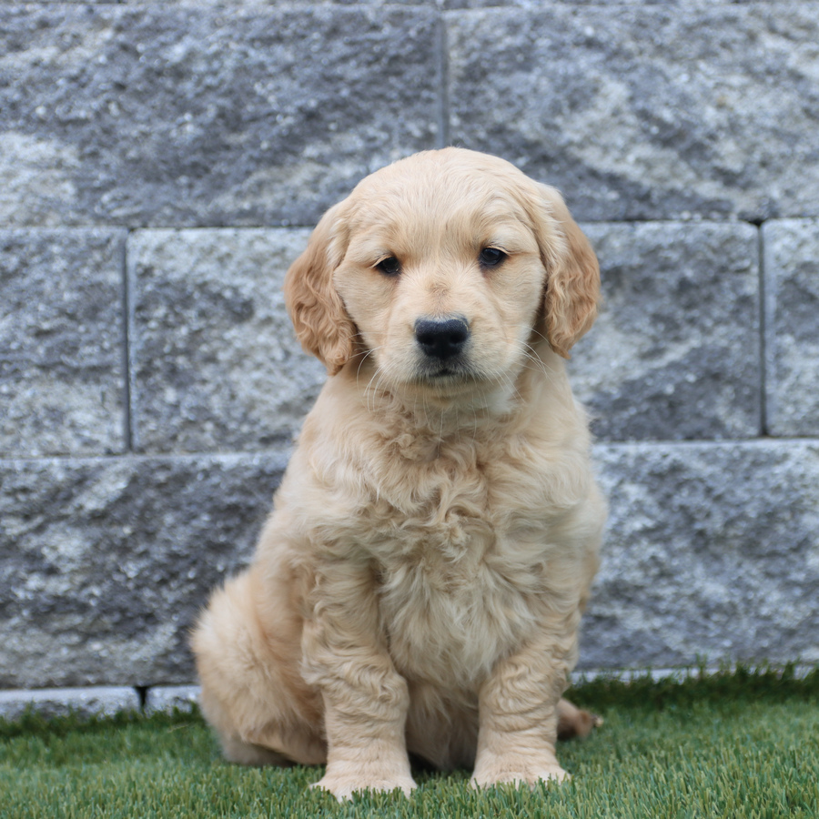 Laila - Golden Retriever Puppy for Sale in Quarryville, PA | Lancaster ...