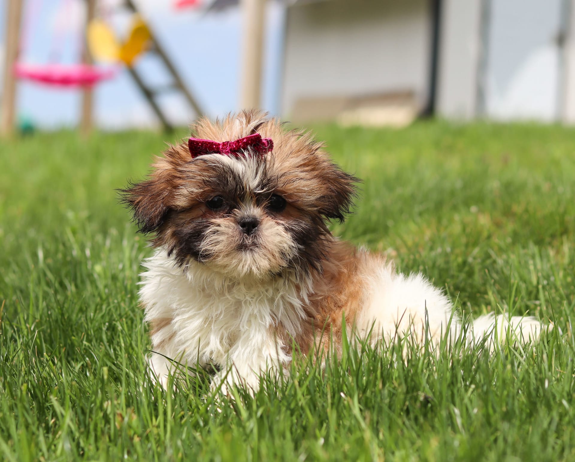 Molly - Shih Tzu Puppy for Sale in Millersburg, OH | Lancaster Puppies