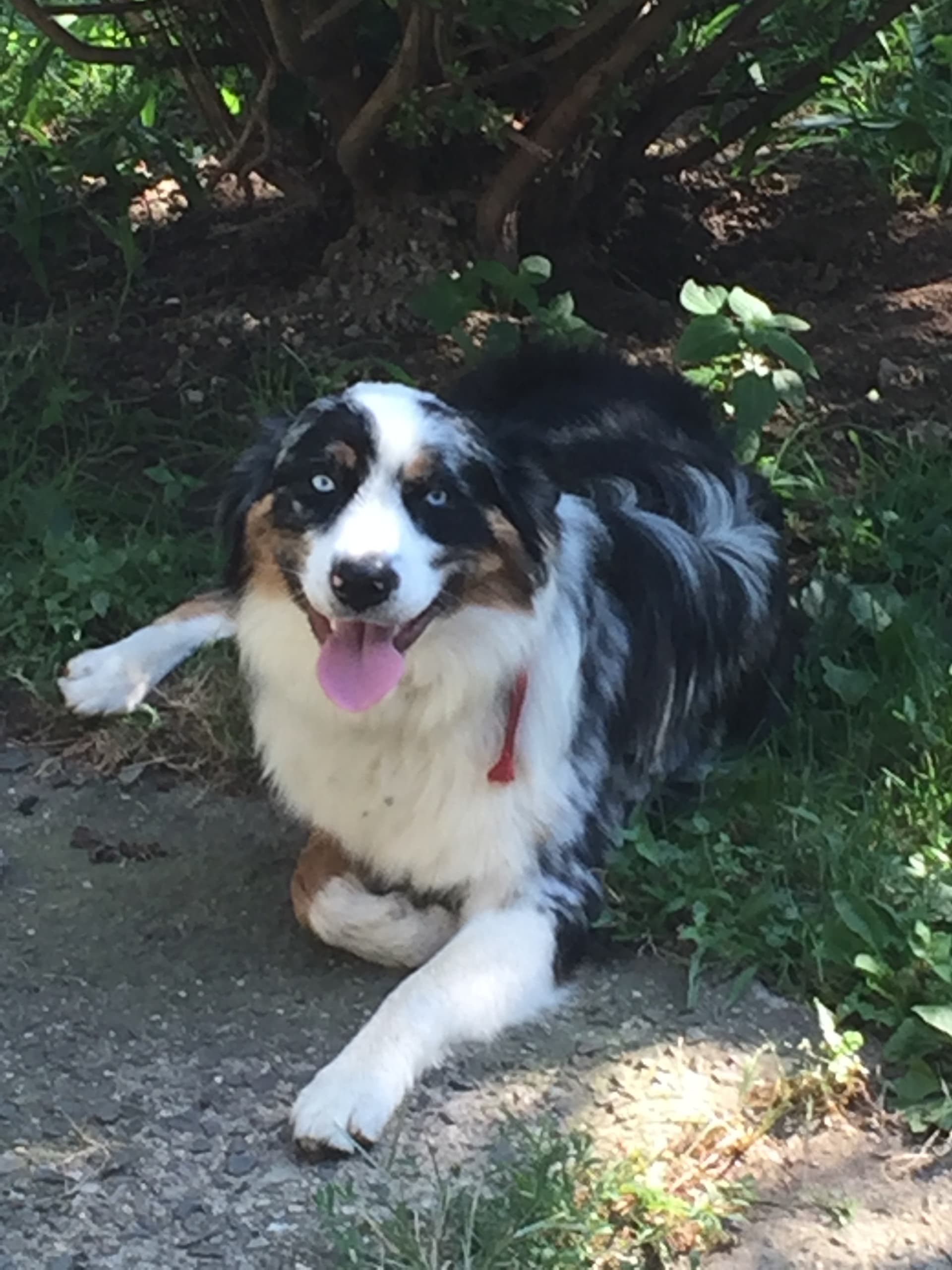 Bear Australian Shepherd Stud for Sale in Landenberg, PA Lancaster
