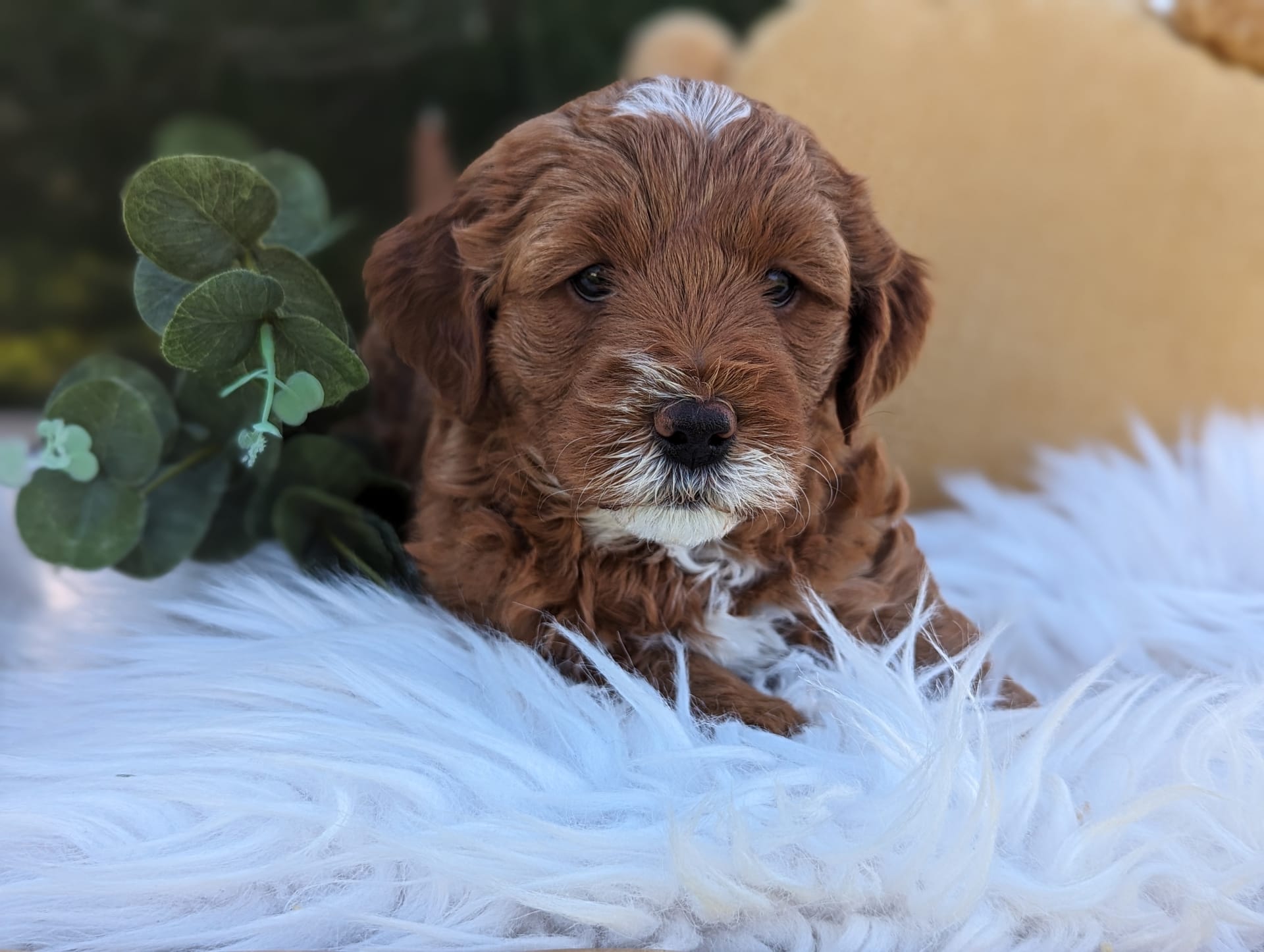 Angel Goldendoodle Puppy for Sale in penn yan, NY Lancaster Puppies