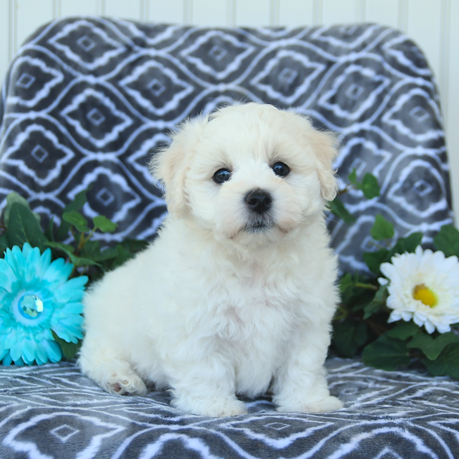 Lucky Bichon Frise and Maltese Hybrid Puppy for Sale in Manhem, PA