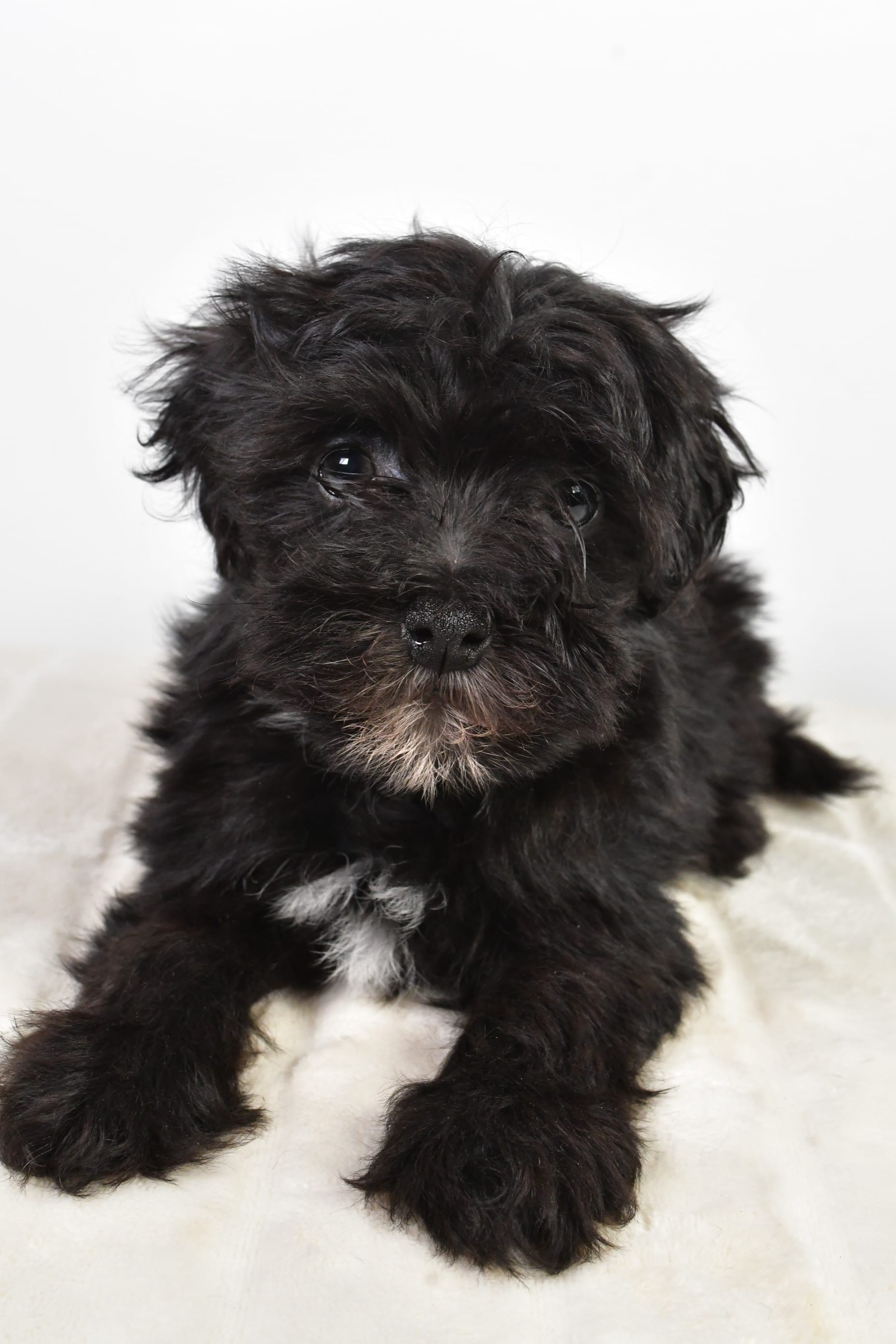Homer Havapoo Puppy for Sale in Millersburg, OH Lancaster Puppies