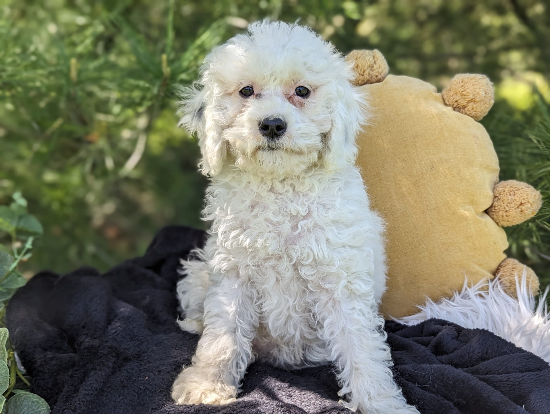 Riley Cavapoo Puppy for Sale in penn yan, NY Lancaster Puppies