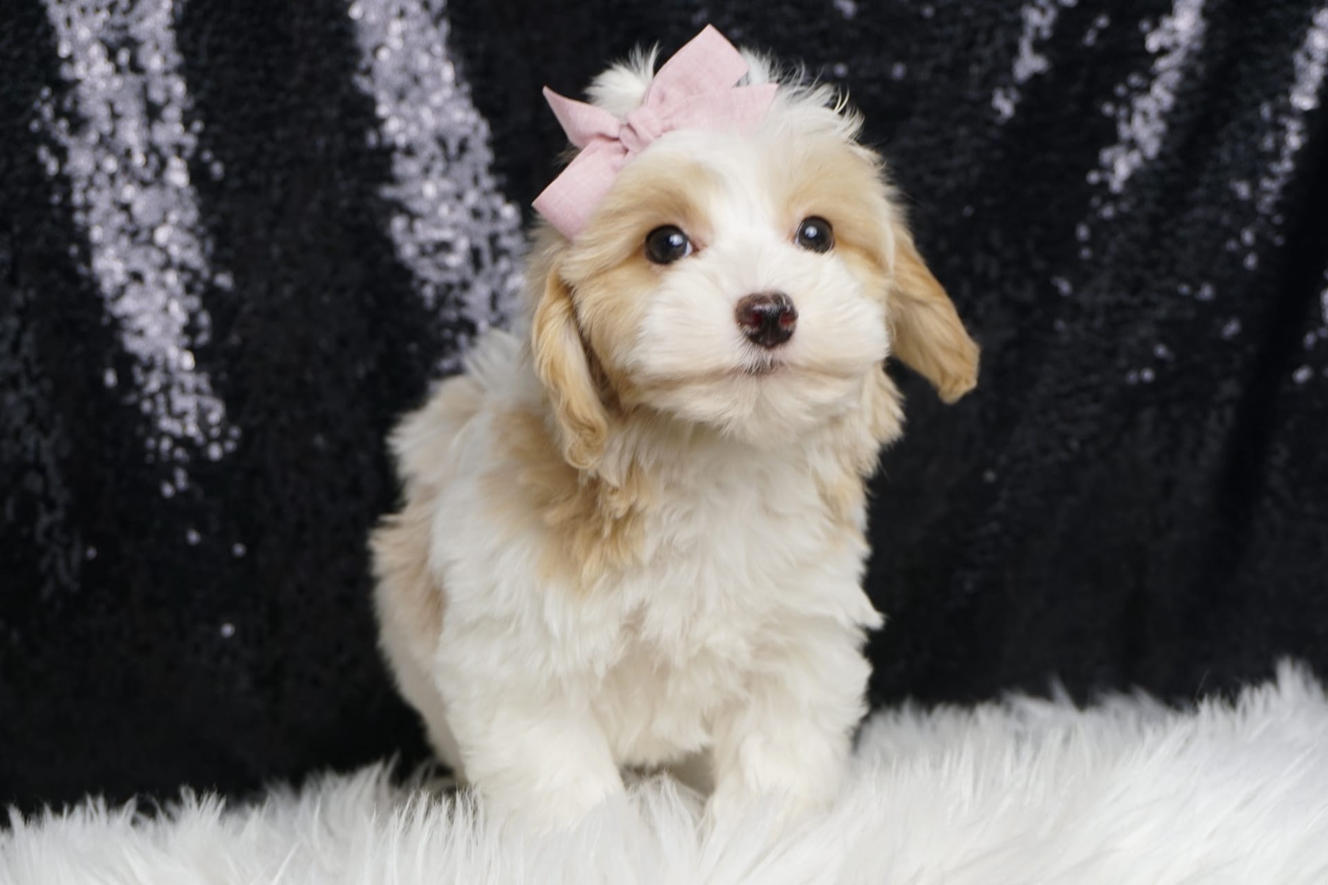 Rose Coton De Tulear and Poodle Toy Hybrid Puppy for Sale in WARSAW