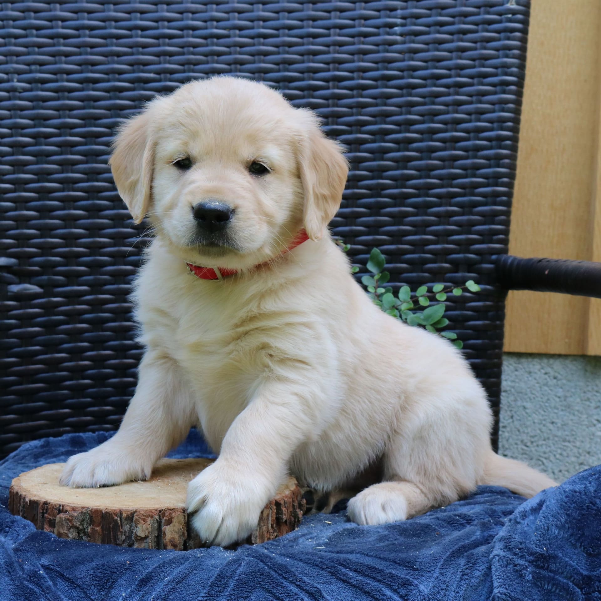 Noah - Golden Retriever Puppy for Sale in Narvon, PA | Lancaster Puppies