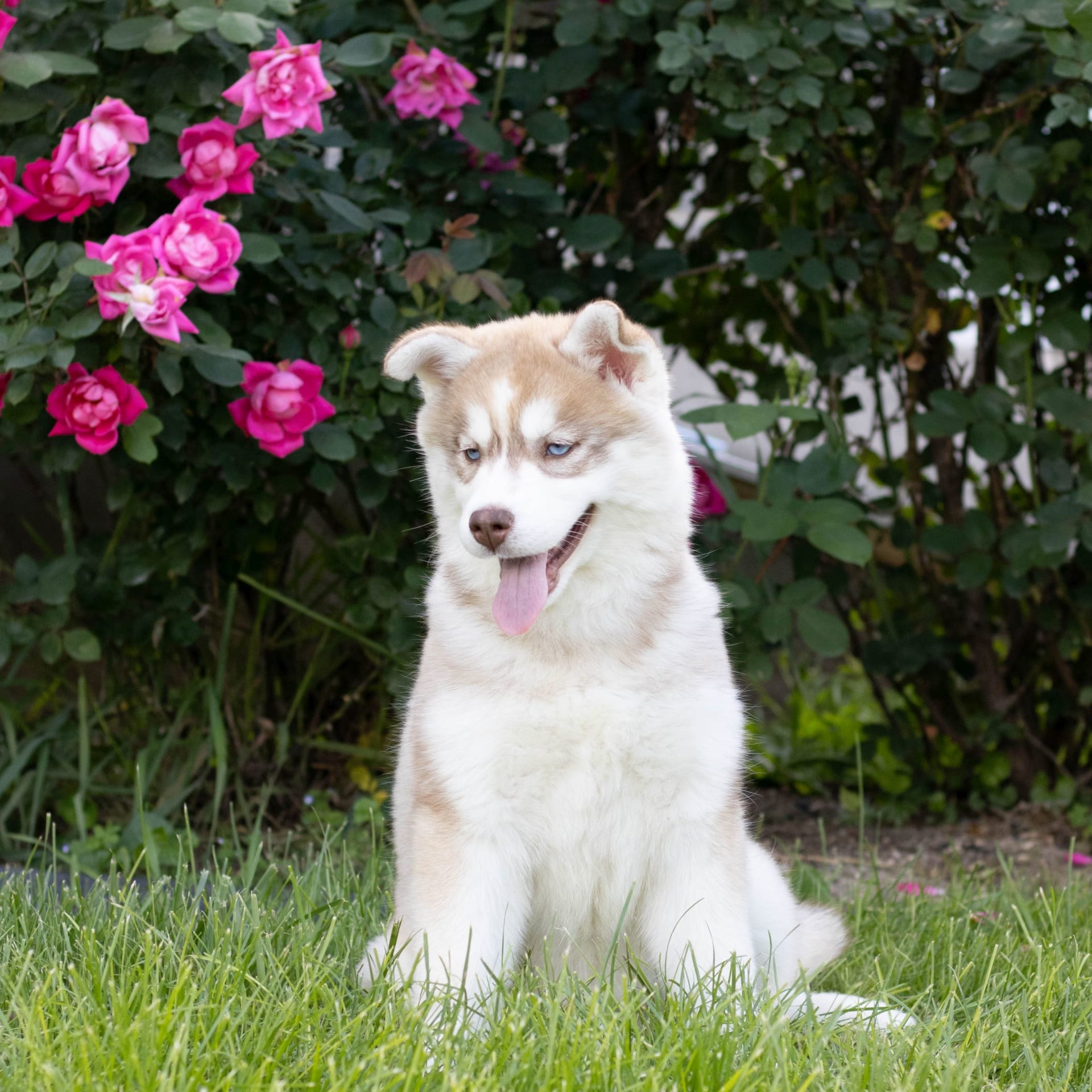 Free Puppies Hagerstown Md free-puppies-hagerstown-md