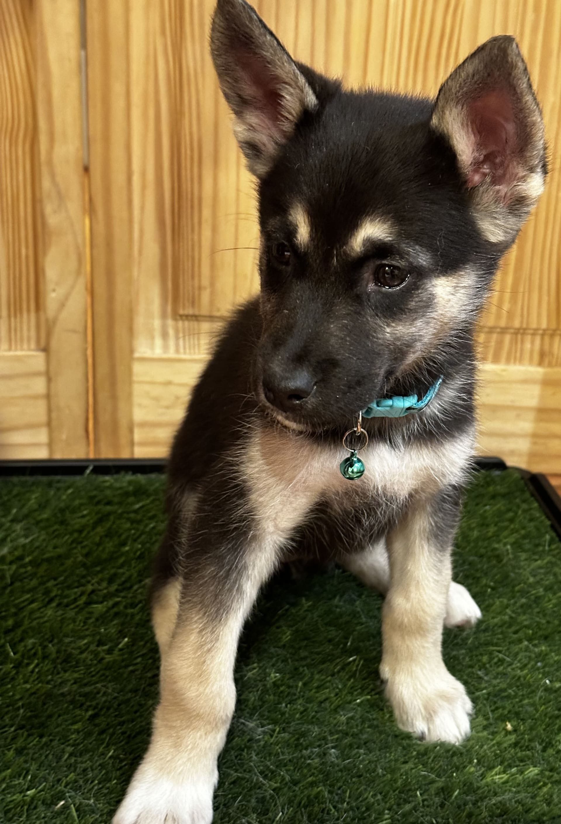 Lily Gerberian Shepsky Puppy for Sale in Linden, NJ Lancaster Puppies