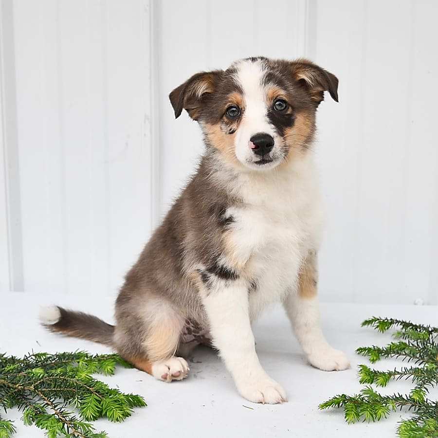 Racer Australian (American) Shepherd Miniature and Welsh (Pembroke) Hybrid Puppy for