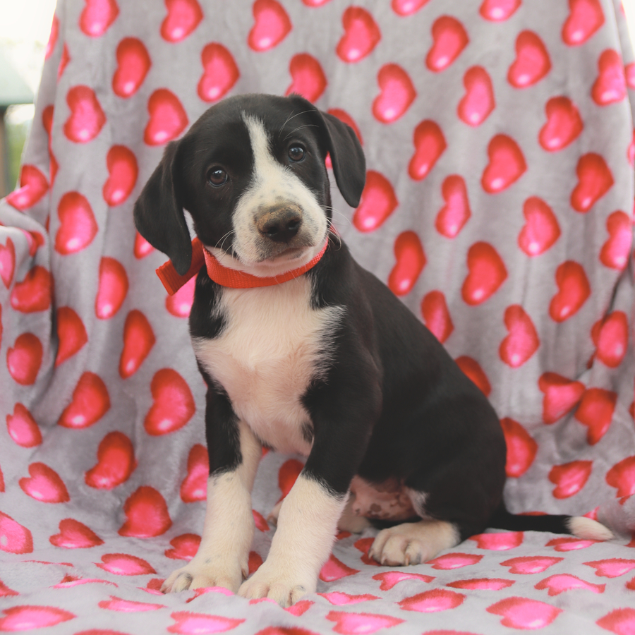 Justin - German Shorthaired Pointer and Border Collie Hybrid Puppy for ...