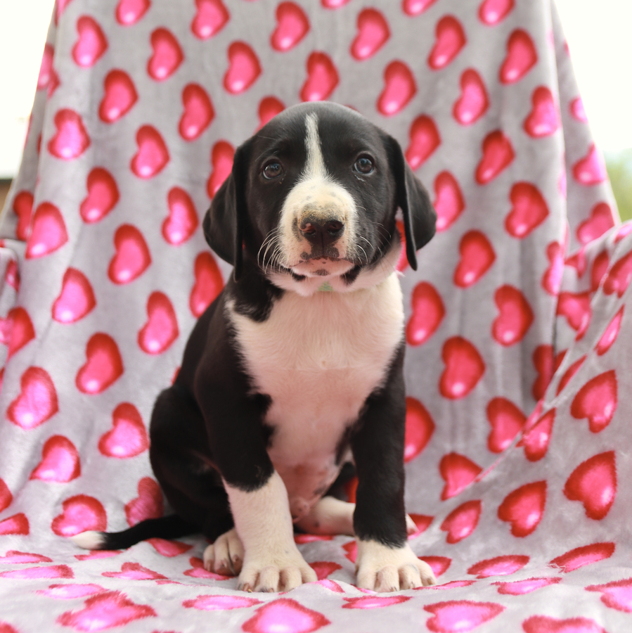 Jared - German Shorthaired Pointer and Border Collie Hybrid Puppy for ...