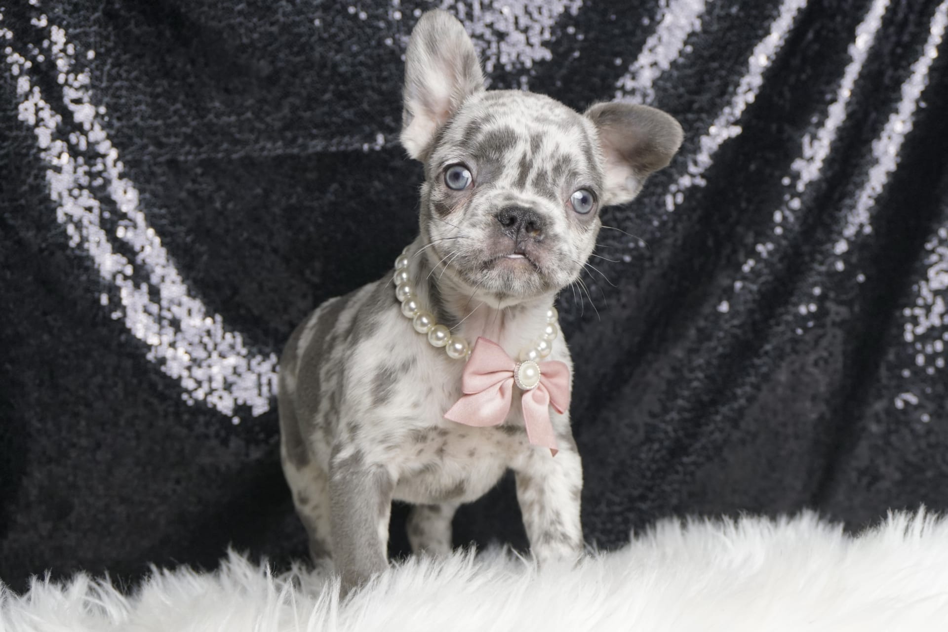 Sadie Rose - French Bulldog Puppy for Sale in WARSAW, IN | Lancaster ...