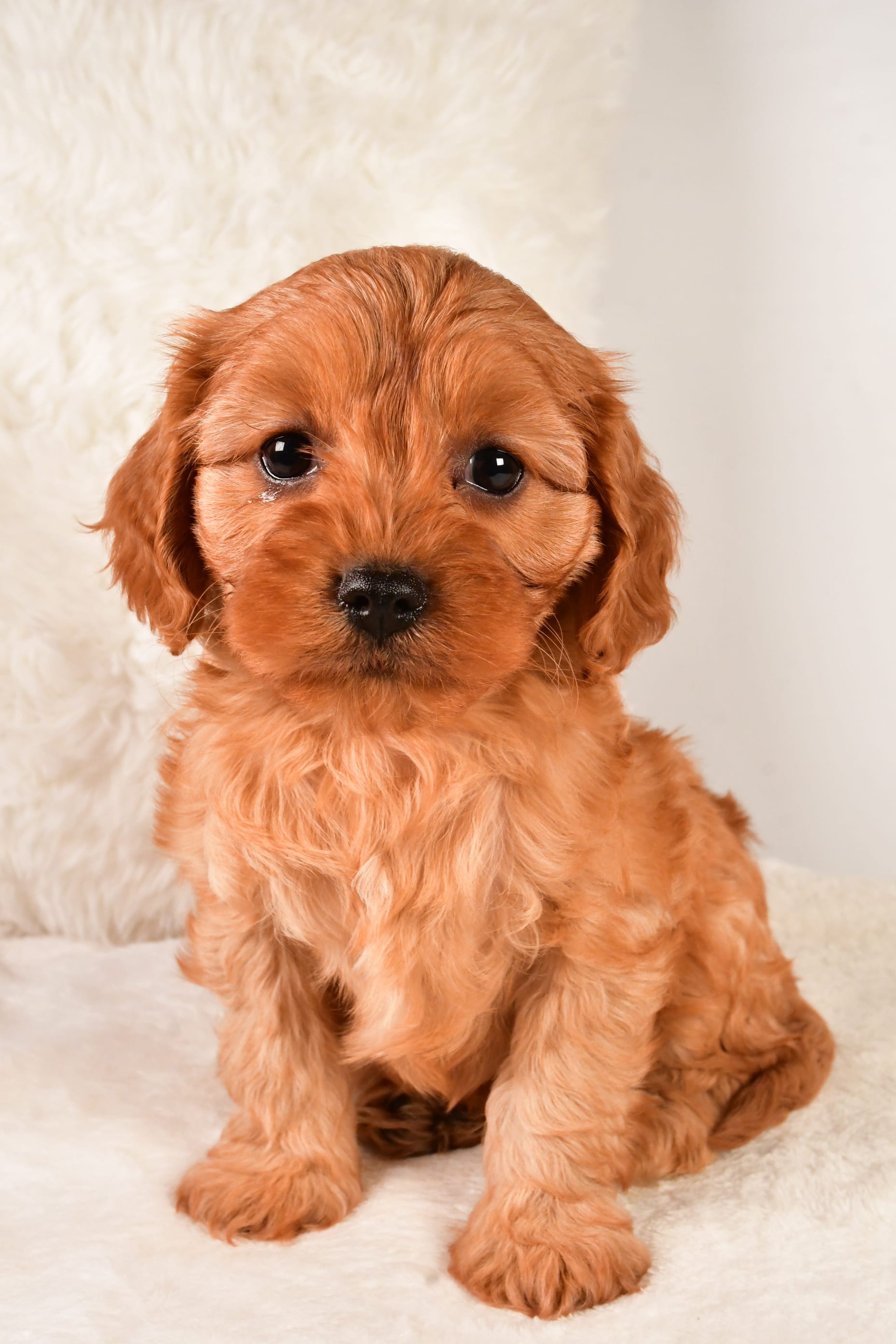 [Letter3 5] Lancaster Dogs For Sale - 911fm0e