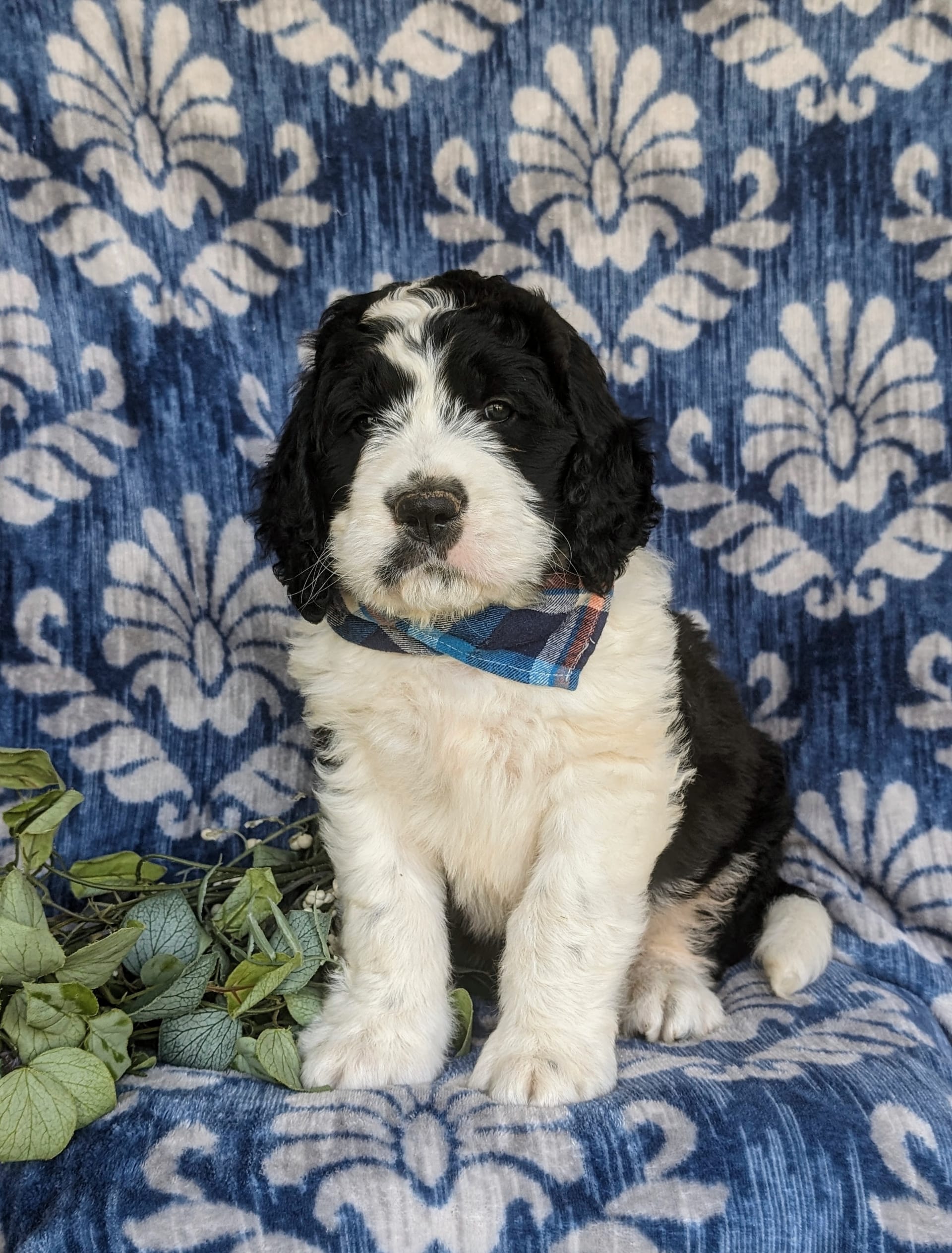 Walden Saint Berdoodles Puppy for Sale in Lancaster, PA Lancaster