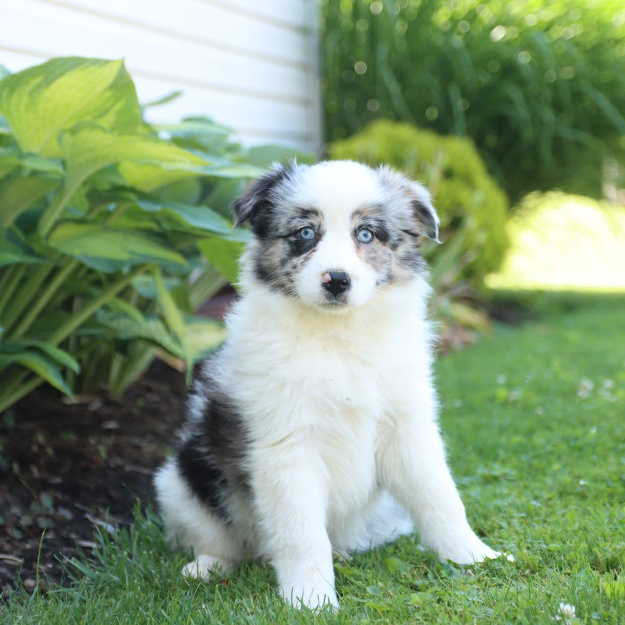 Comet Australian Shepherd Puppy for Sale in Narvon, PA Lancaster