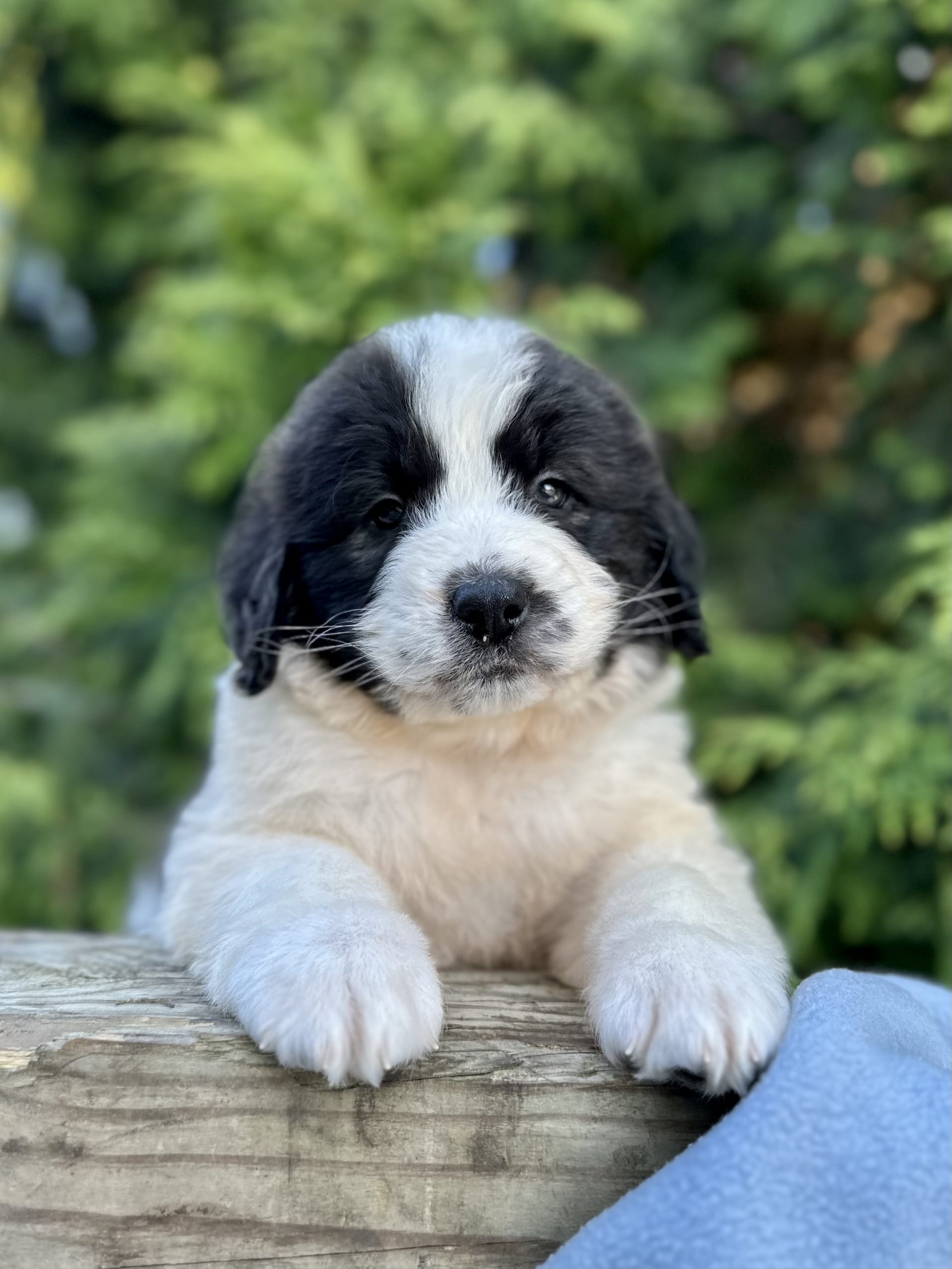 Beau Saint Berdoodles Puppy for Sale in Wilmot, OH Lancaster Puppies