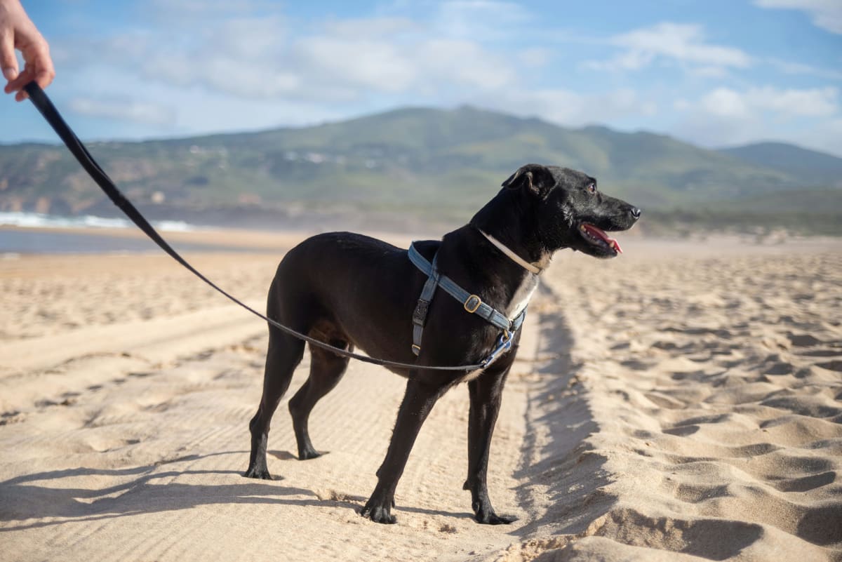 Black dog on a leash held by a person stands on a beach.