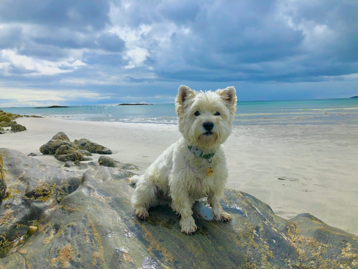White West Highland Terrier dog sits on rocks on a beach and looks into the camera.