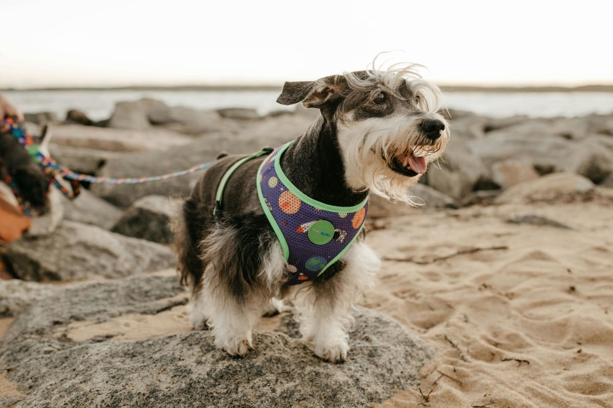 Small black and white Schnauzer dog on a leash stands on rocks at the beach.