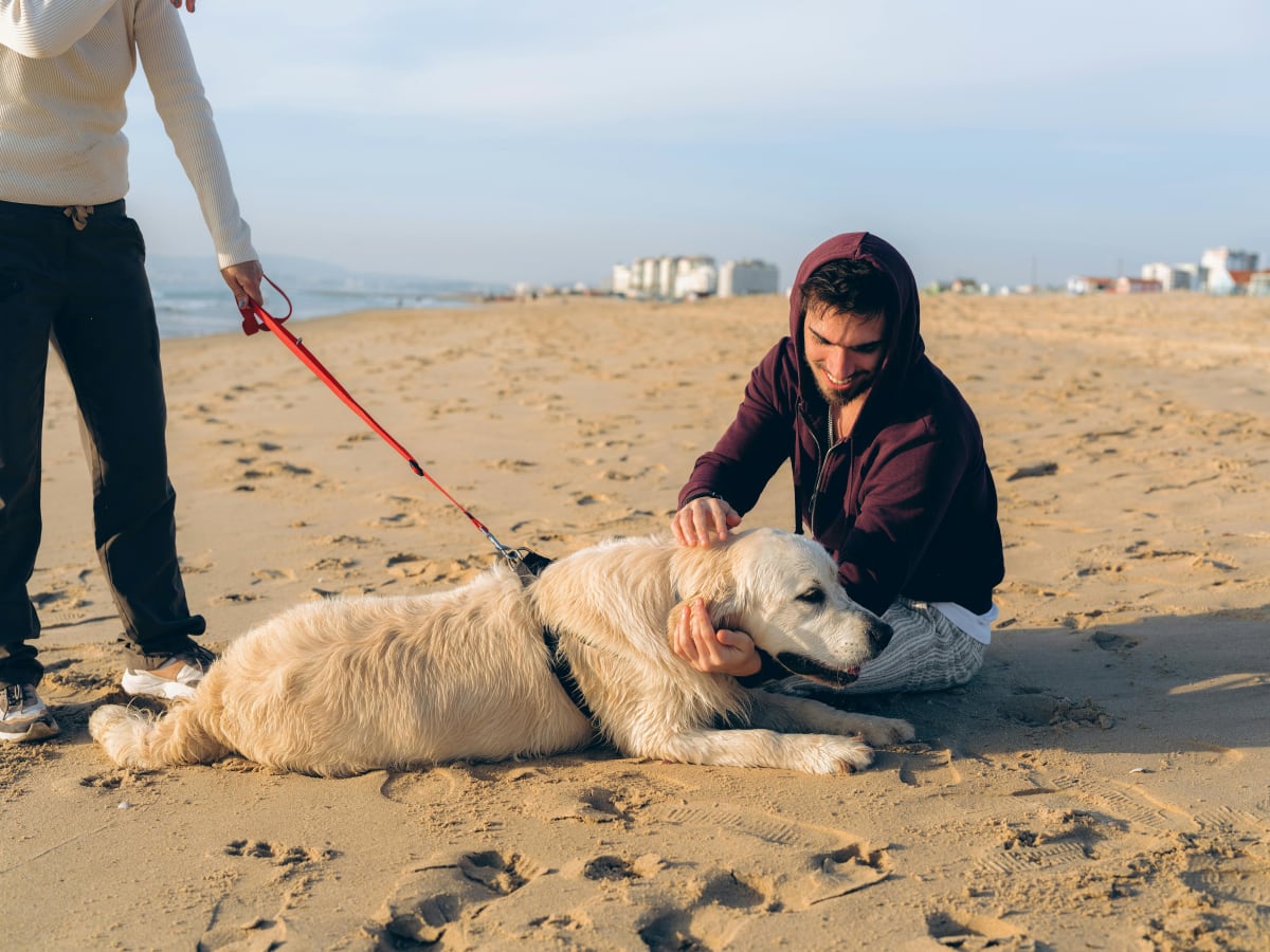 Person sitting and petting a Golden Retriever on a beach.