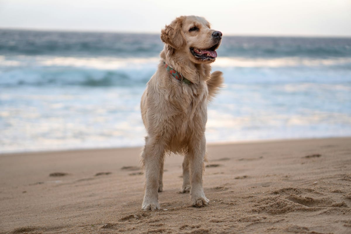 Golden Retriever standing on a beach with the ocean in the background.