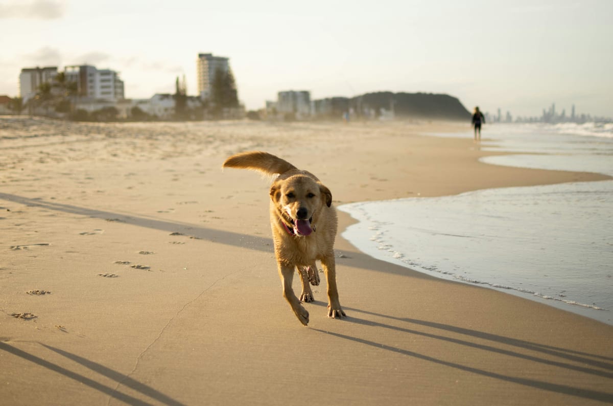 Yellow Labrador Retriever running on a beach.