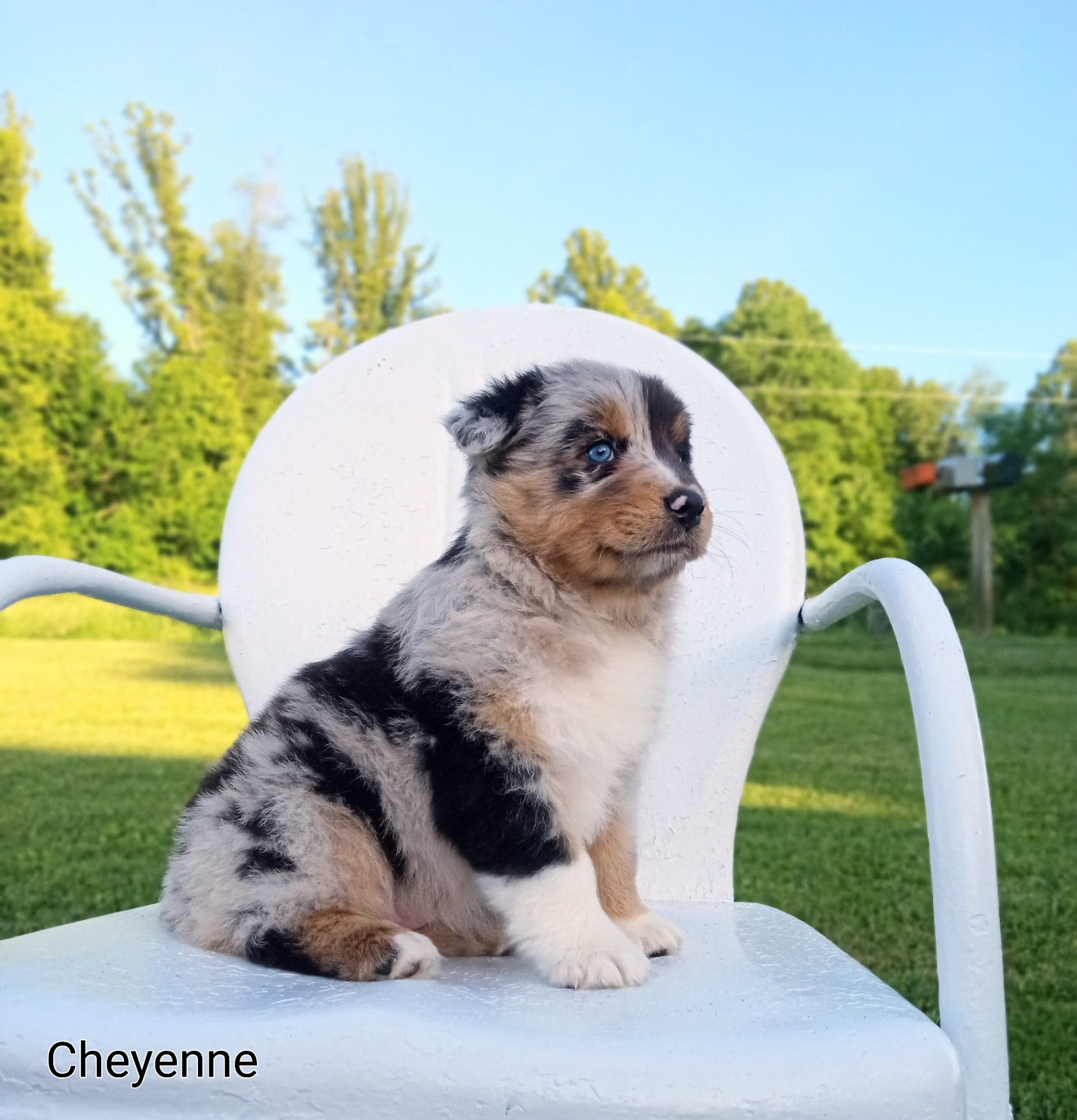 Cheyenne Australian Shepherd Puppy for Sale in Millersburg, OH