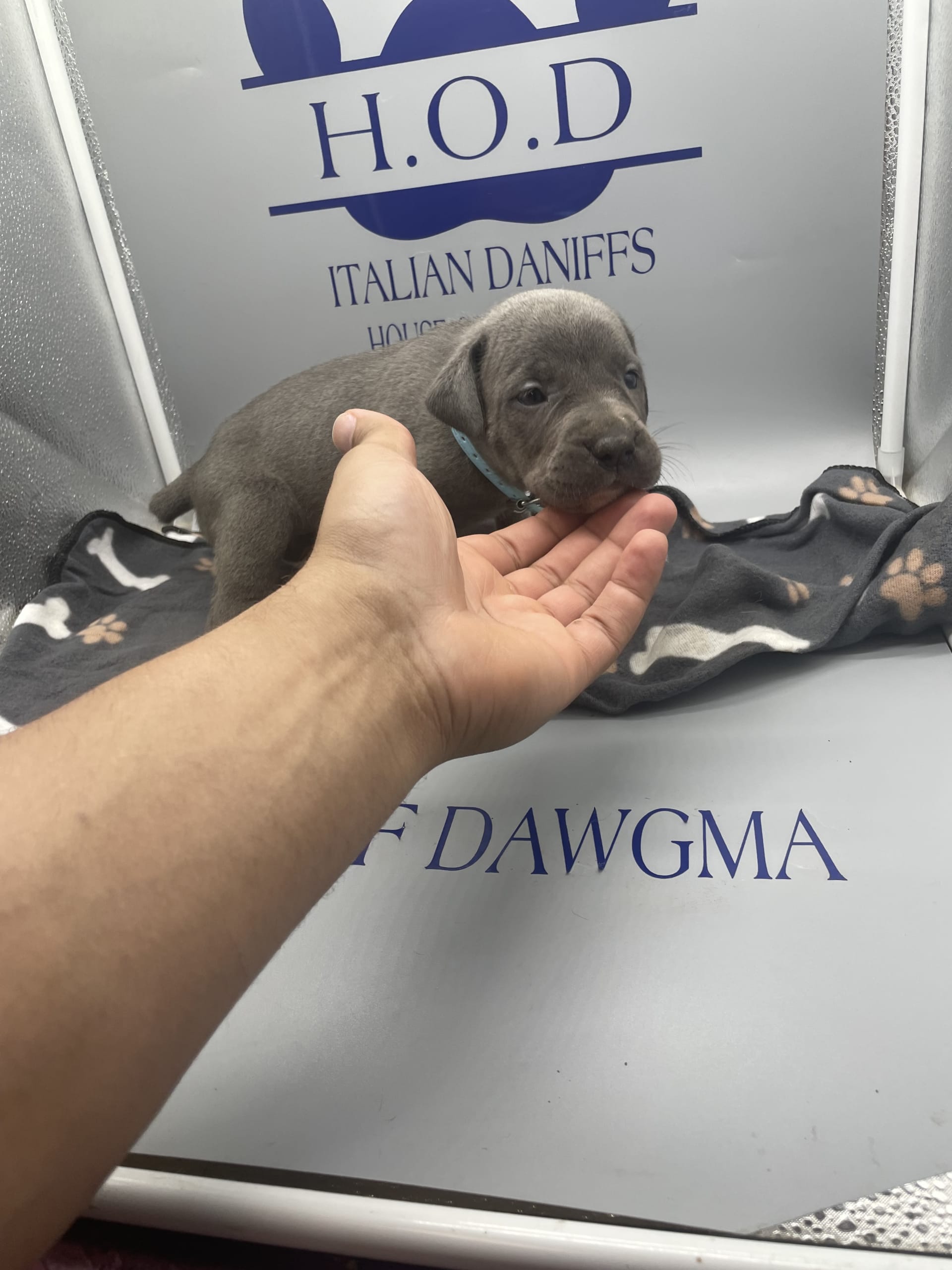 Cane Corso Great Dane Mix Puppies For Sale 80 - 8qg422x