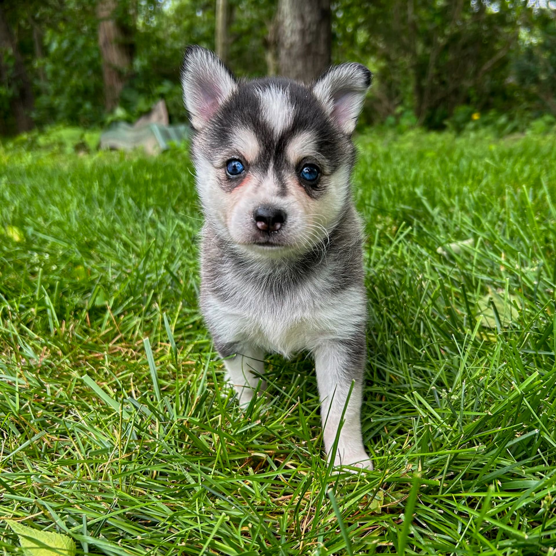 Daffy - Alaskan Klee Kai Puppy for Sale in Arthur, IL | Lancaster Puppies