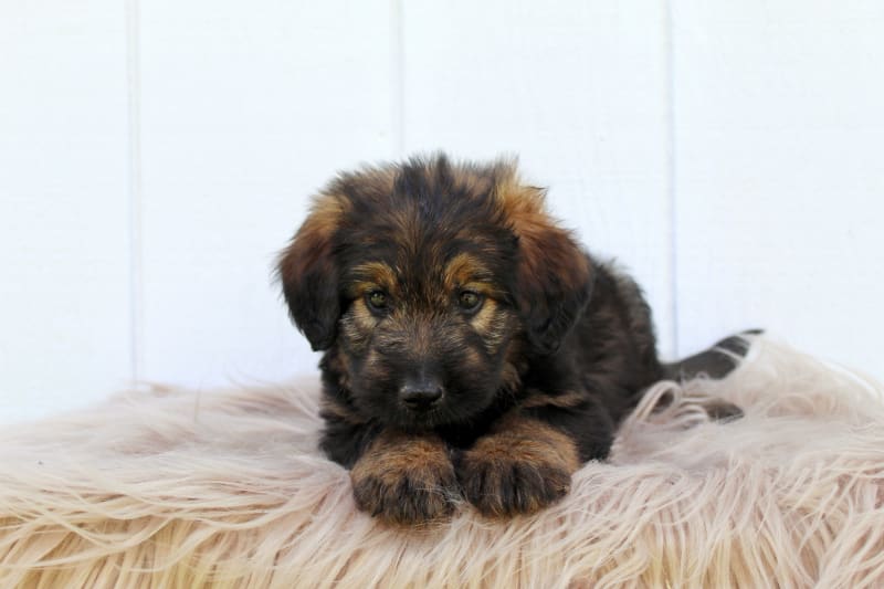 Mercedes German Shepherd and Bernedoodle Hybrid Puppy for Sale in