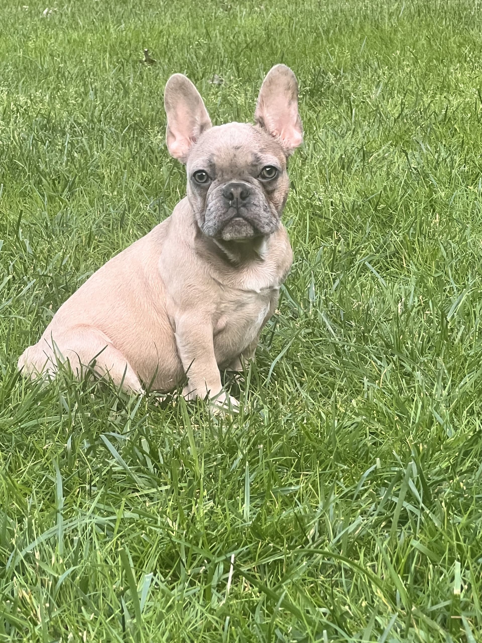 Chewy - French Bulldog Puppy for Sale in Williamstown, NJ | Lancaster ...