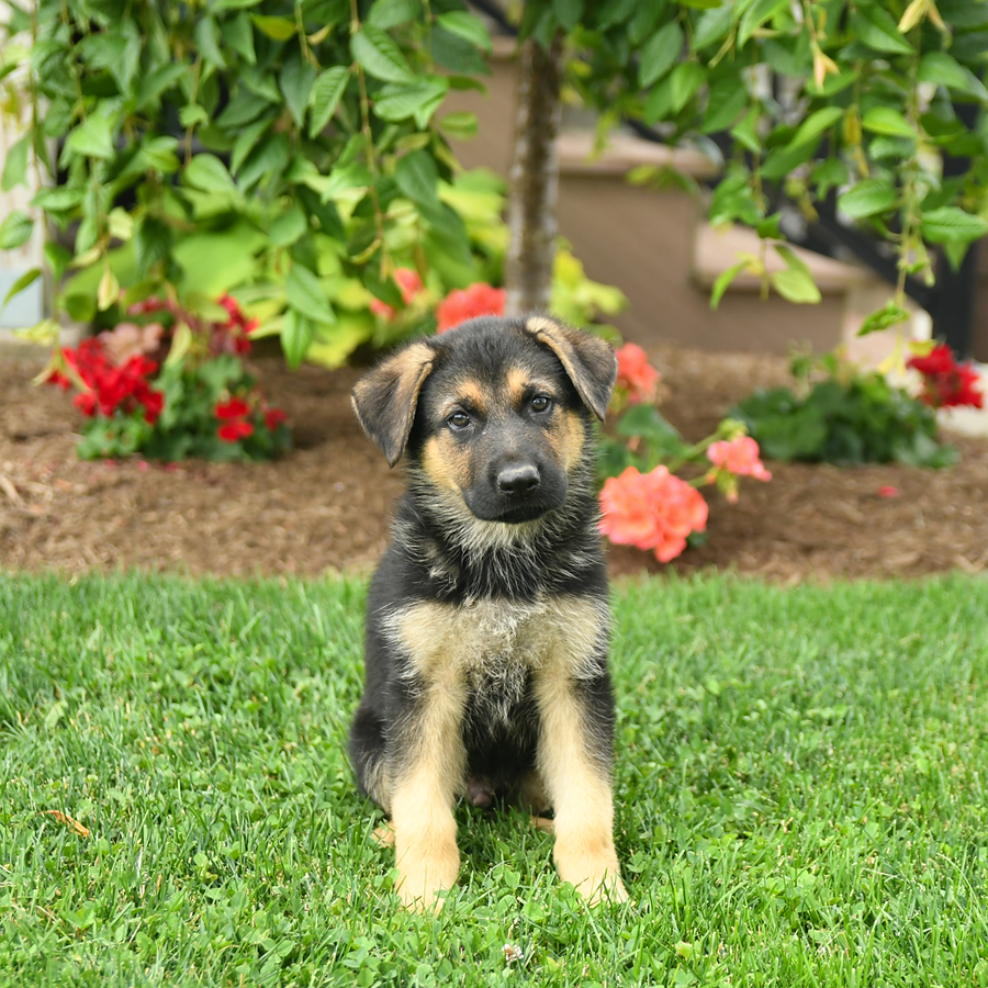 Biscuit - German Shepherd Puppy for Sale in Leola, PA | Lancaster Puppies