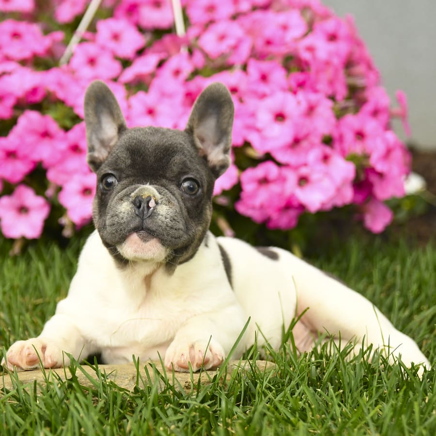 Handsome - French Bulldog Puppy for Sale in Oxford, PA | Lancaster Puppies