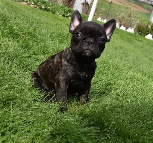 Warrior Special Needs - French Bulldog Puppy for Sale in Millersburg ...