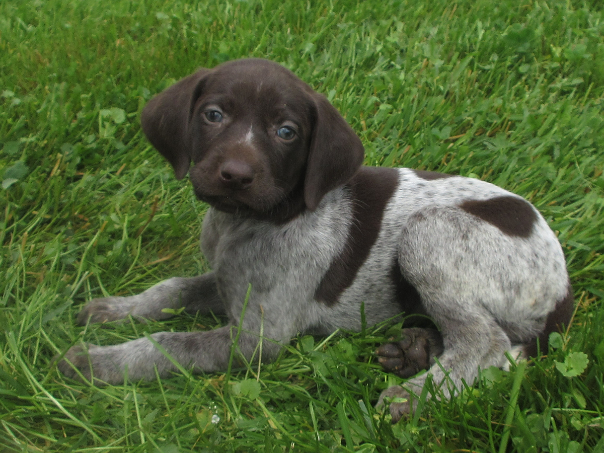 Everly - German Shorthaired Pointer Puppy for Sale in Columbia ...