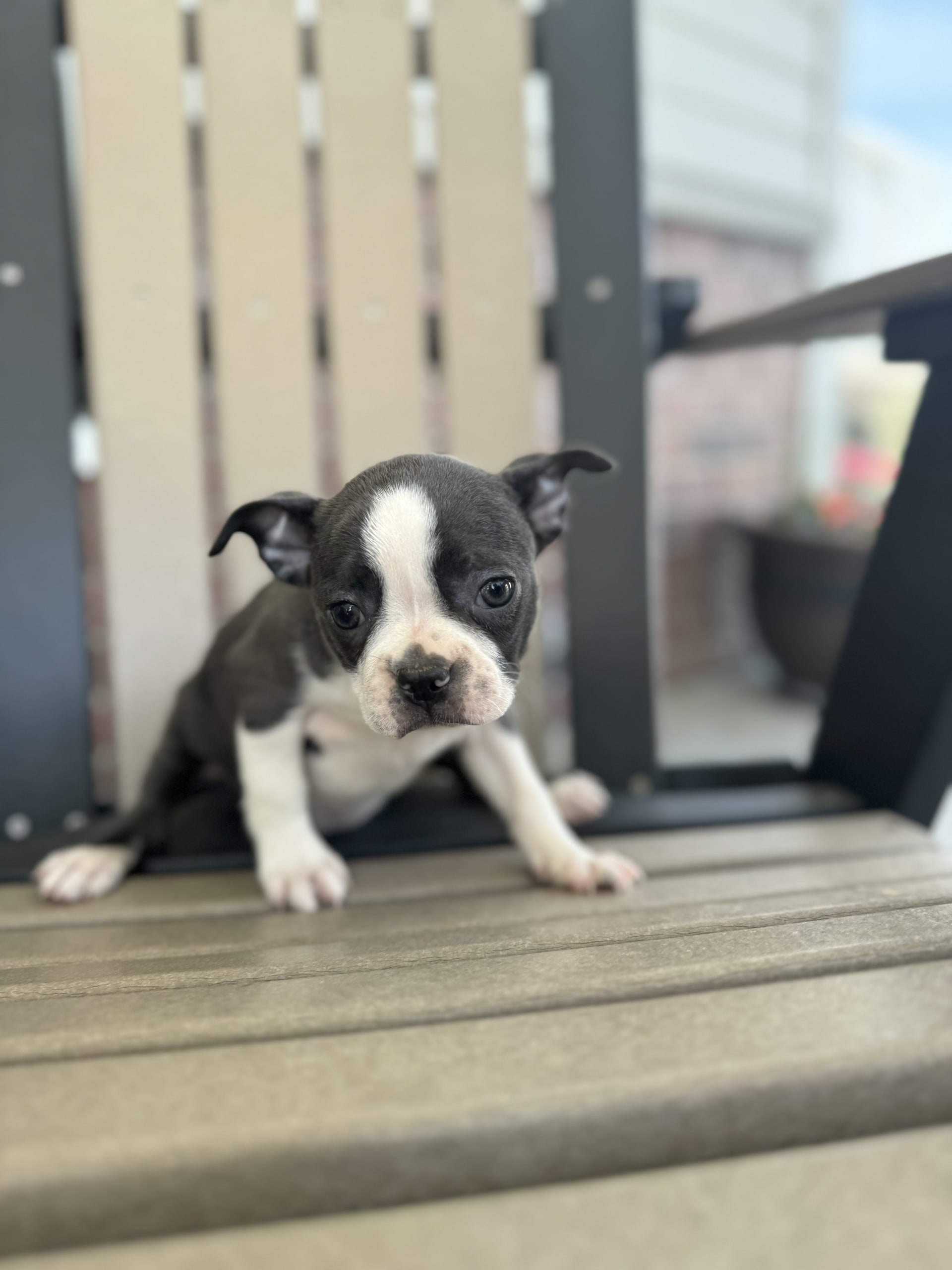 Rosa Boston Terrier Puppy for Sale in Bremen, IN Lancaster Puppies