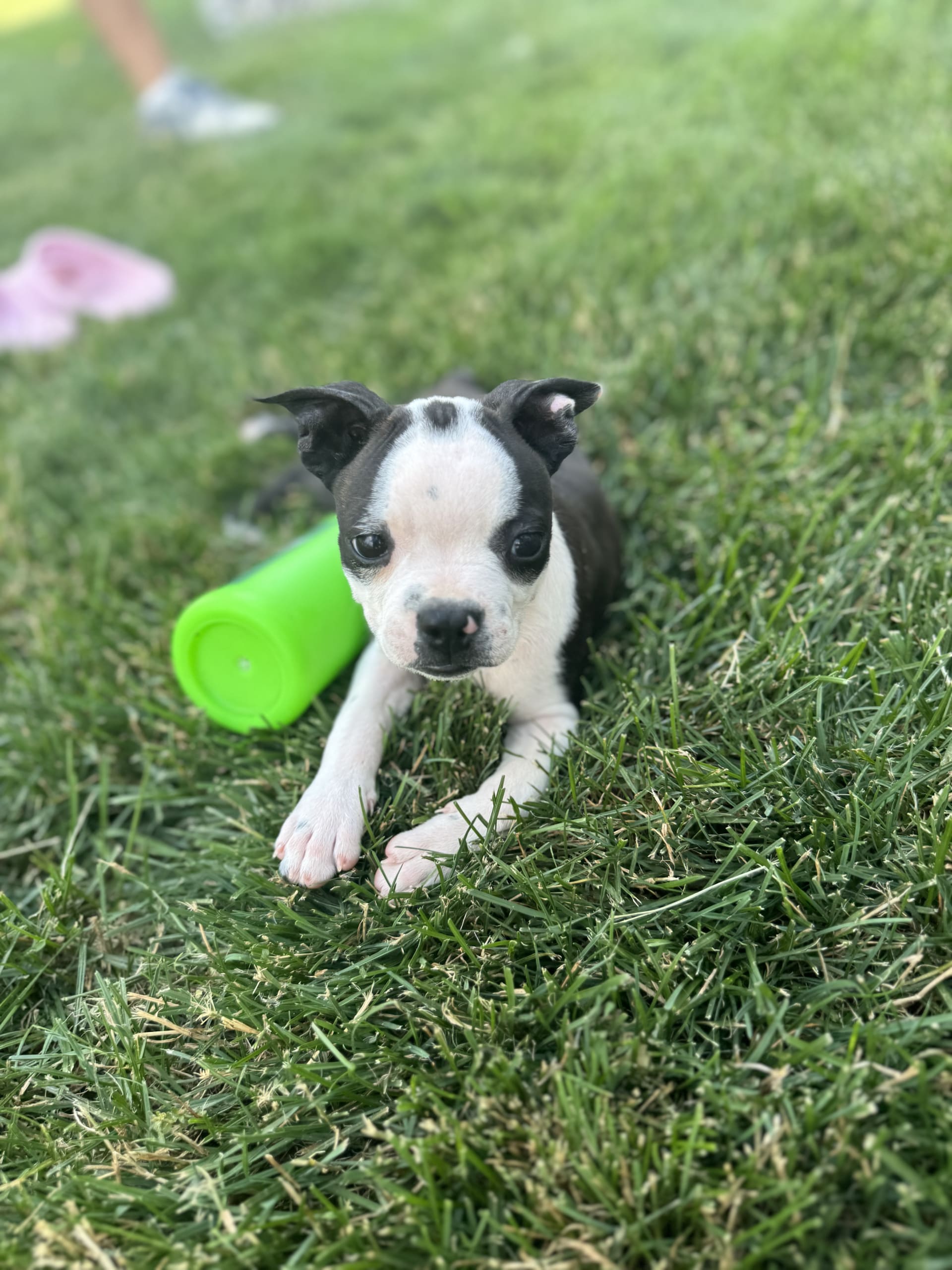 Tina Boston Terrier Puppy for Sale in Bremen, IN Lancaster Puppies