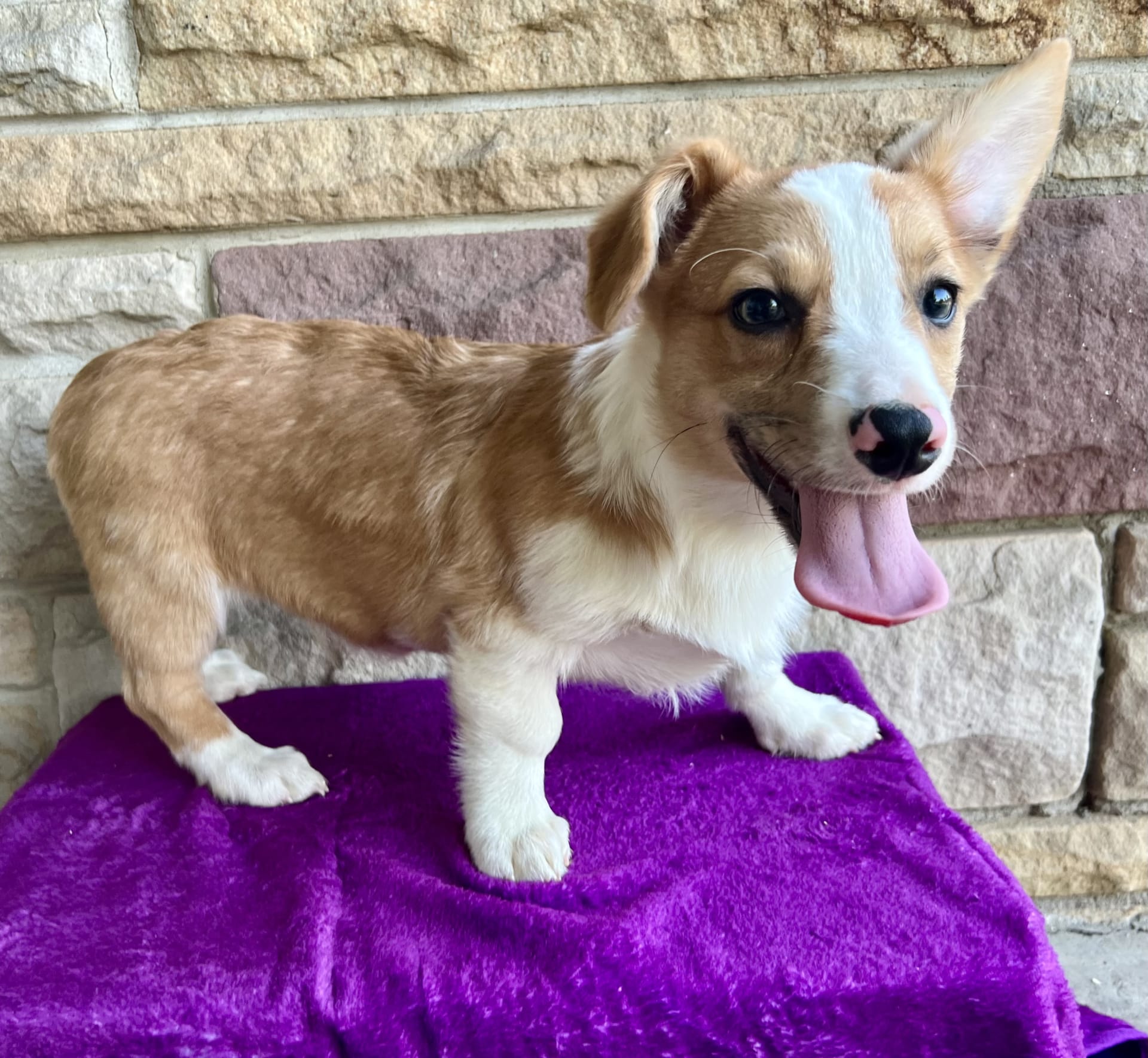 Ava Welsh Corgi Pembroke For Sale In Applecreek OH Buckeye Puppies
