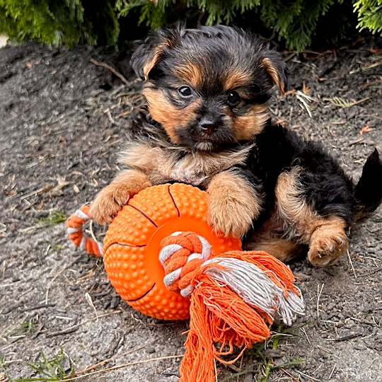 Maple Yorkshire Terrier and Pomeranian Hybrid Puppy for Sale in
