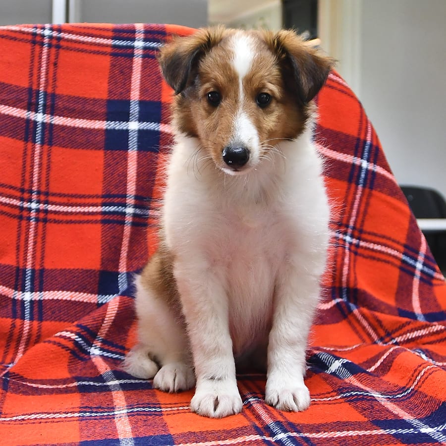 Blosssom Shetland Sheepdog Puppy for Sale in Penn Yan, NY Lancaster